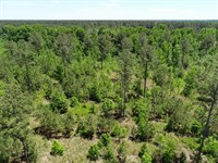34.2 Acres Wooded-Burke Co, Georgia : Sardis : Burke County : Georgia