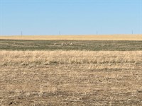 Kiowa County Farmland, 26026 : Arlington : Kiowa County : Colorado