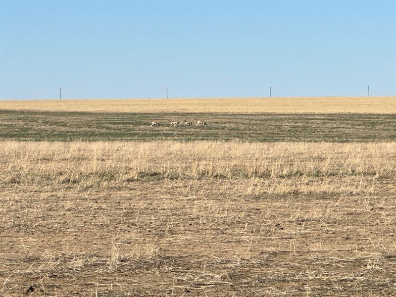 Kiowa County Farmland, 26026 : Arlington : Kiowa County : Colorado