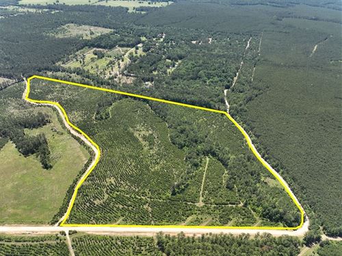 61 Acres, Paces Creek, T-5, 3162 : Moscow : Polk County : Texas