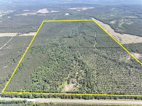 410 Acres, Paces Creek, 3071 : Corrigan : Polk County : Texas