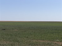 Brandt Kit Carson County Auction : Flagler : Kit Carson County : Colorado