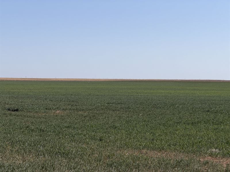 Brandt Kit Carson County Auction : Flagler : Kit Carson County : Colorado