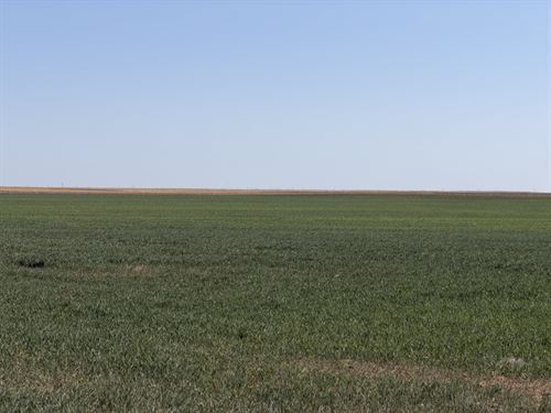 Brandt Kit Carson County Auction : Flagler : Kit Carson County : Colorado