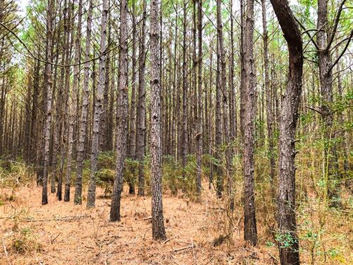 35 Acres, T-12, Spurger Pines : Spurger : Tyler County : Texas