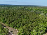 10 Acre Homesite Opportunity on Til : Lumber City : Wheeler County : Georgia
