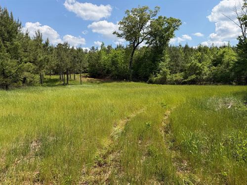 Perry County Hunting/Timber Tract : Marion : Perry County : Alabama