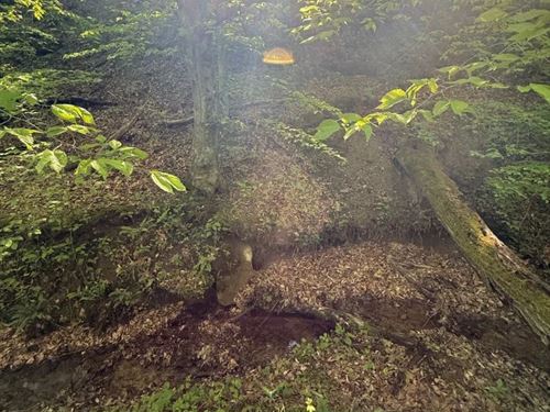 70 Acres in Elliott County, KY : Isonville : Elliott County : Kentucky
