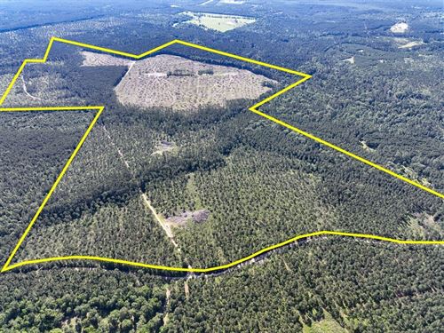420 Acres, Fountain Creek Road : Groveton : Trinity County : Texas