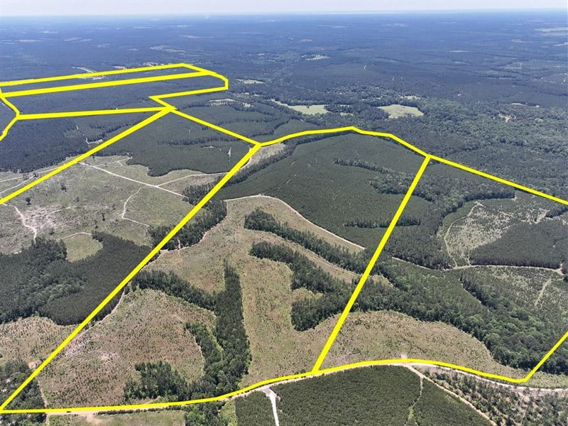 204 Acres, Union Springs Road : Corrigan : Polk County : Texas