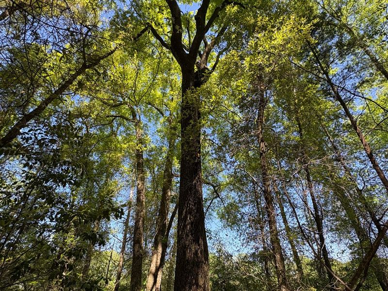 Fourmile Mill Branch Tract : Greenville : Butler County : Alabama