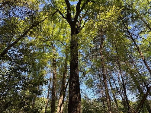 Fourmile Mill Branch Tract : Greenville : Butler County : Alabama