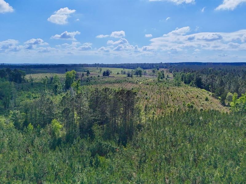 105 Acres on Oscar Tippins Rd, Appl : Baxley : Appling County : Georgia