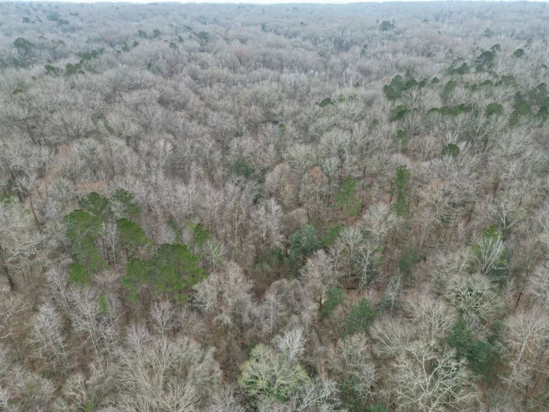 20 Acres in Adams County, MS : Natchez : Adams County : Mississippi