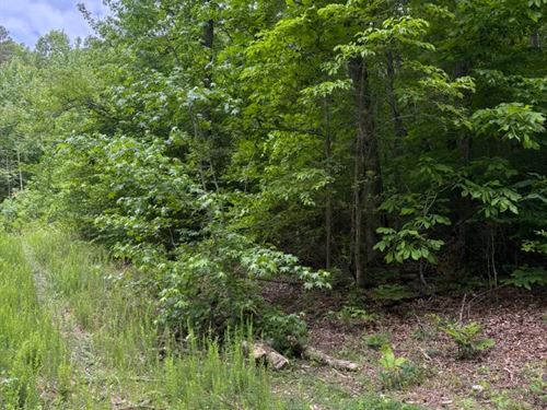 7 Acres in Marion County, TN : Whitwell : Marion County : Tennessee