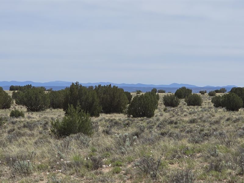 36.75 Acres Seller Financing : Concho : Apache County : Arizona