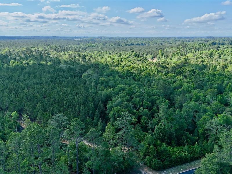 Creek and Pines on 25 Acres : Baxley : Appling County : Georgia