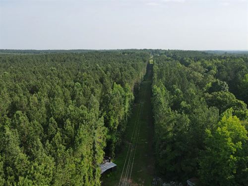 250 Acres in Choctaw County, MS : Ackerman : Choctaw County : Mississippi