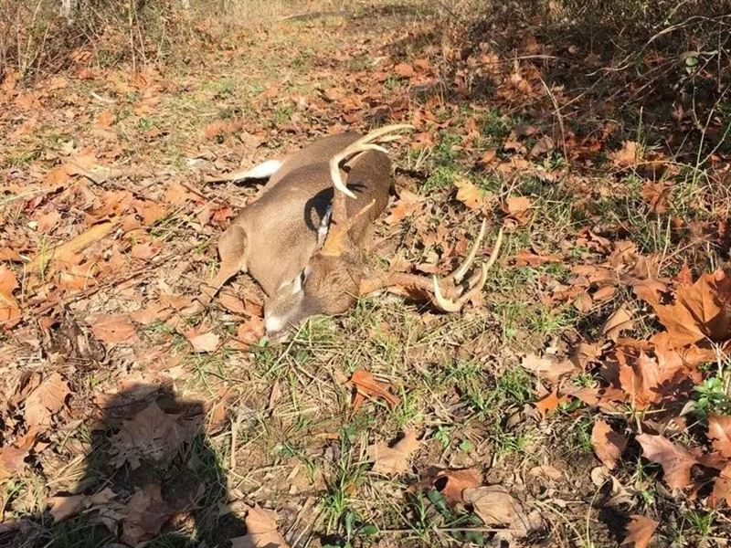 Booger Bottom Plantation 635 Surve : West : Attala County : Mississippi