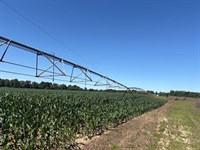 Henderson Grove Farm & Timber : Sandersville : Washington County : Georgia