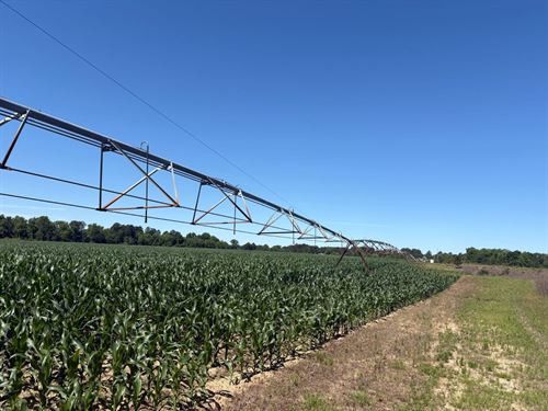 Henderson Grove Farm & Timber : Sandersville : Washington County : Georgia