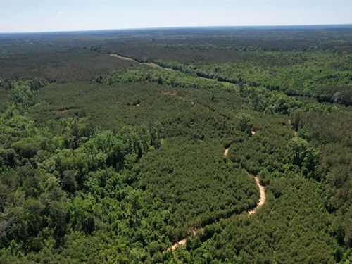 410.8 Acres in Madison County, MS : Camden : Madison County : Mississippi