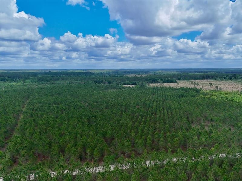 20 Acres, Balanced Homestead Oppor : Odum : Wayne County : Georgia