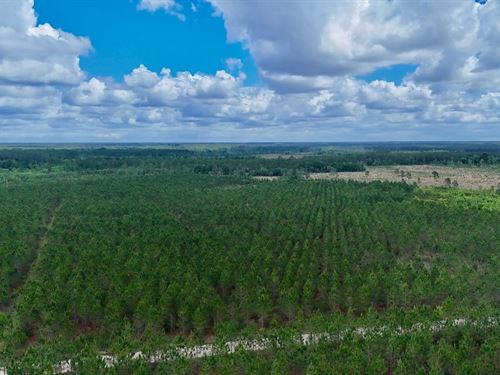 20 Acres, Balanced Homestead Oppor : Odum : Wayne County : Georgia