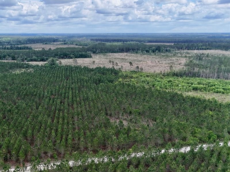 17 Acres, Private Country Escape : Odum : Wayne County : Georgia