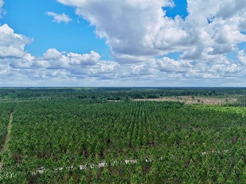 26 Acres, Spacious Rural Retreat : Odum : Wayne County : Georgia
