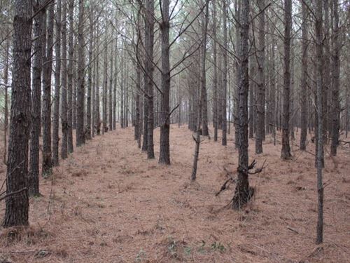 Homesite With Dirt Rd. Frontage : Cadwell : Laurens County : Georgia
