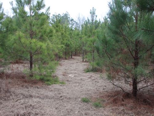 Quiet Country Homesite With Hunting : Cadwell : Laurens County : Georgia