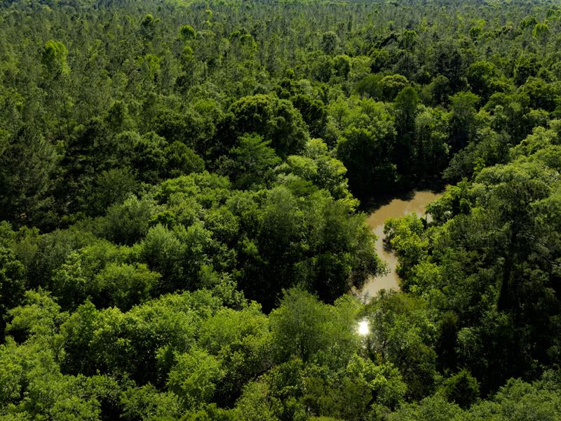 Raccoon Creek Hunting & Timber : Baconton : Mitchell County : Georgia