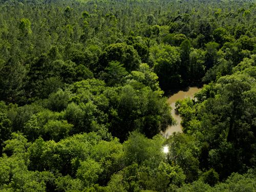 Raccoon Creek Hunting & Timber : Baconton : Mitchell County : Georgia