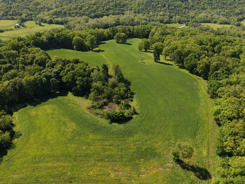 Whitetails and Cypress : Campbellsburg : Henry County : Kentucky