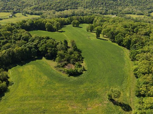 Whitetails And Cypress : Campbellsburg : Henry County : Kentucky