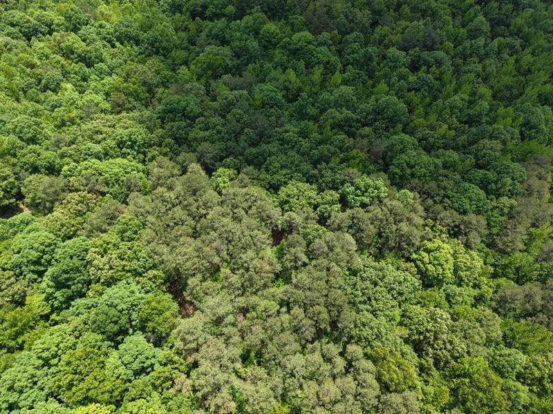 33.44 Acres in Hardeman County, TN : Toone : Hardeman County : Tennessee