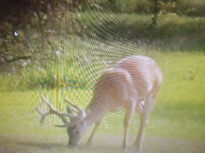 A Home on 17.5 Acres in Grenada Cou : Gore Springs : Grenada County : Mississippi