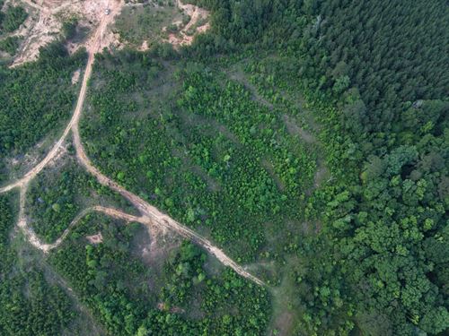 20 Acres in Lincoln County, MS : Brookhaven : Lincoln County : Mississippi