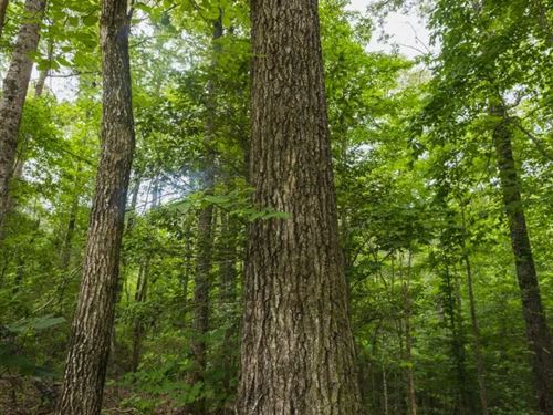 59.61 Acres in Hale County, AL : Greensboro : Hale County : Alabama