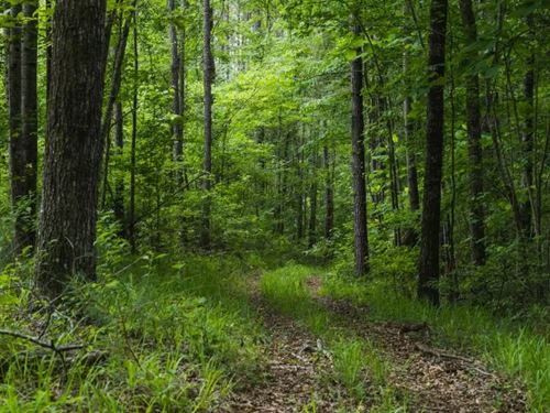 46.61 Acres in Hale County, AL : Greensboro : Hale County : Alabama
