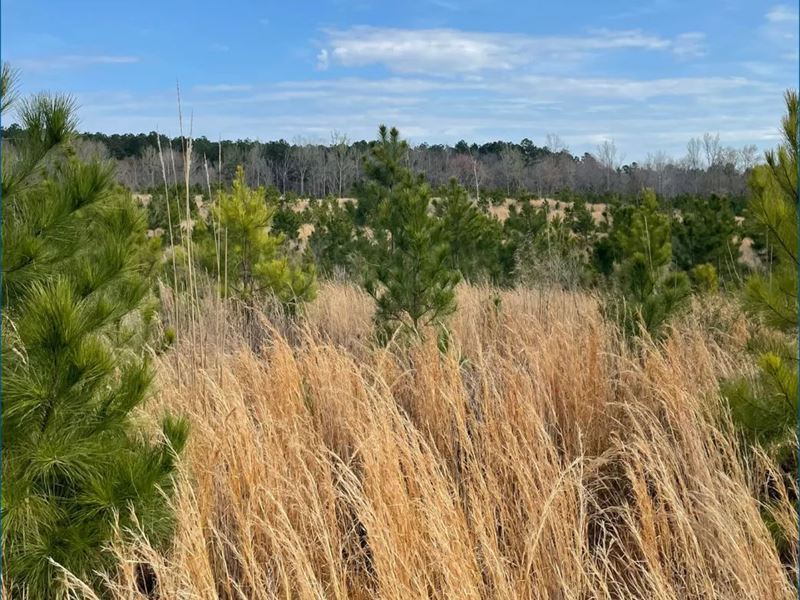 33.8 Acres in Calhoun County in Pit : Pittsboro : Calhoun County : Mississippi