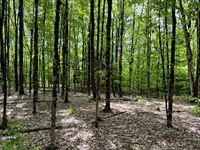 Hunting Land or Country Home Site : Vienna : Oneida County : New York