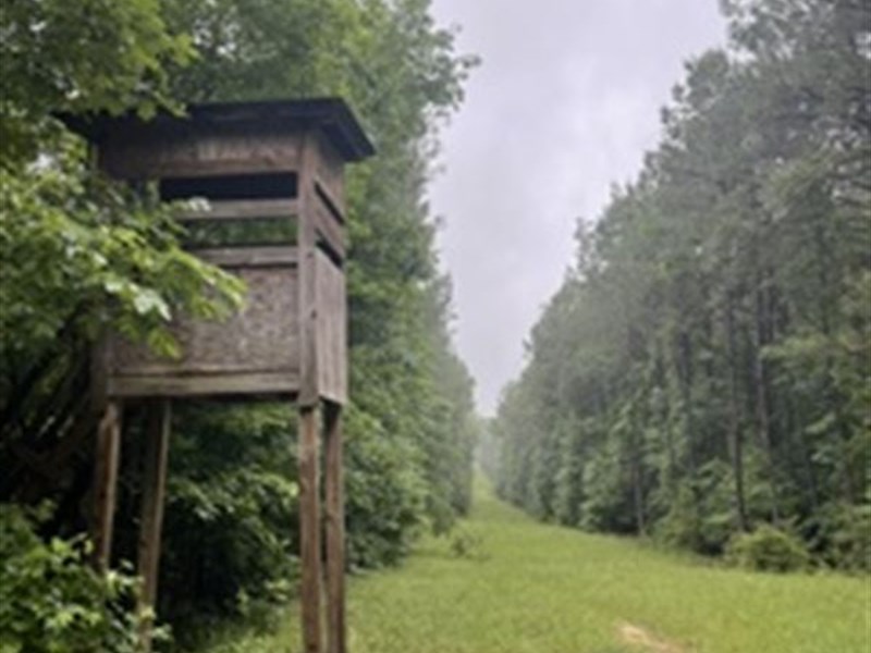 Lowenkamp Timber Haven : Hazlehurst : Copiah County : Mississippi