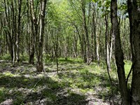 Hunting Land Near Oneida Lake : Vienna : Oneida County : New York
