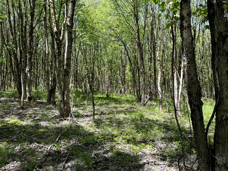 Hunting Land Near Oneida Lake : Vienna : Oneida County : New York