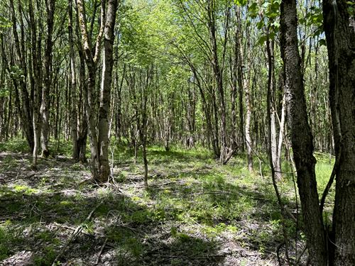 Hunting Land Near Oneida Lake : Vienna : Oneida County : New York