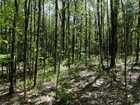 Wooded 5 Acres for Home or Cabin : Vienna : Oneida County : New York